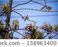 View of Zebra Dove, Barred Ground Dove on the Norfolk Island Pine branch, focus selective 138963400