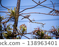 View of Zebra Dove, Barred Ground Dove on the Norfolk Island Pine branch, focus selective 138963401