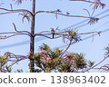 View of Zebra Dove, Barred Ground Dove on the Norfolk Island Pine branch, focus selective 138963402
