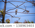 View of Zebra Dove, Barred Ground Dove on the Norfolk Island Pine branch, focus selective 138963403