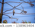 View of Zebra Dove, Barred Ground Dove on the Norfolk Island Pine branch, focus selective 138963404
