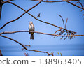 View of Zebra Dove, Barred Ground Dove on the Norfolk Island Pine branch, focus selective 138963405