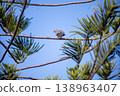 View of Zebra Dove, Barred Ground Dove on the Norfolk Island Pine branch, focus selective 138963407