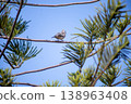 View of Zebra Dove, Barred Ground Dove on the Norfolk Island Pine branch, focus selective 138963408