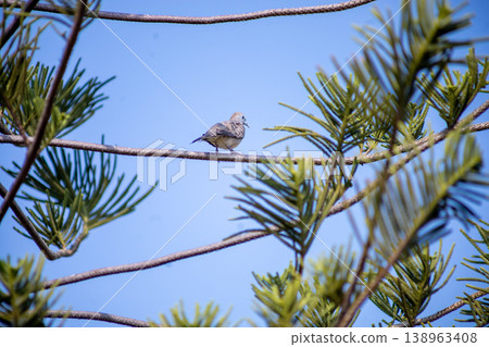 View of Zebra Dove, Barred Ground Dove on the Norfolk Island Pine branch, focus selective View of Zebra Dove, Barred Ground Dove on the Norfolk Island Pine branch, focus selective 138963408