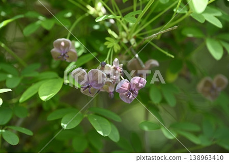 Akebia flowers blooming at the edge of a mixed forest 138963410