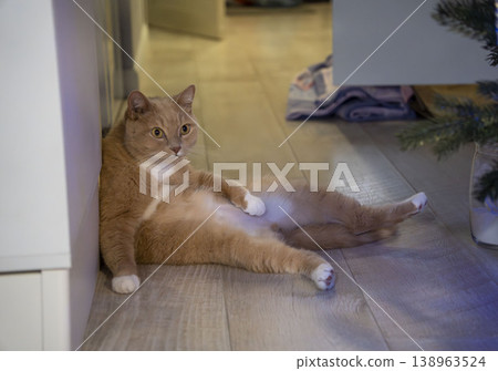 Cute ginger cat lounging on the floor in a relaxed, funny pose, enjoying a cozy indoor atmosphere with soft warm lighting. Cute ginger cat lounging on the floor in a relaxed, funny pose, enjoying a cozy indoor atmosphere with soft warm lighting. 138963524