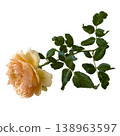 Peach rose garden flower green leaf white background single stem soft petal botanical still life delicate bloom peach rose 138963597