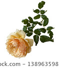 Pale rose garden flower soft petal green leaf white background single bloom floral stem romantic detail delicate 138963598