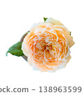 Peach rose garden flower soft petal romantic bloom macro closeup isolated white single blossom delicate texture peach rose 138963599