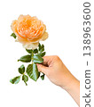 Hand holding peach rose single flower green leaf cut stem white background delicate petal soft light romantic mood 138963600