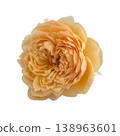 Peach rose garden rose english rose full bloom delicate petal macro flower soft focus romantic mood single peach garden rose 138963601