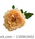 Soft peach rose, garden flower, macro bloom, delicate petal, romantic nature, white background peaceful 138963602
