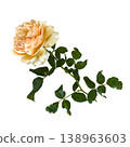 Yellow rose garden flower single stem green leaf white background soft petal romantic nature beauty yellow rose stem white 138963603