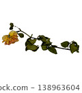 Faded rose dry flower withered petal dead plant wilted stem isolated white background decay nature botanical detail 138963604