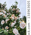 White camellia 138963605