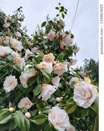 白色山茶花 138963605