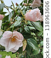 Light pink camellia 138963606