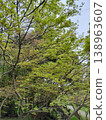 Maple trees enveloped in fresh green leaves 138963607