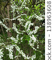 Snowfall of spring 138963608