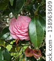 Pink camellia 138963609