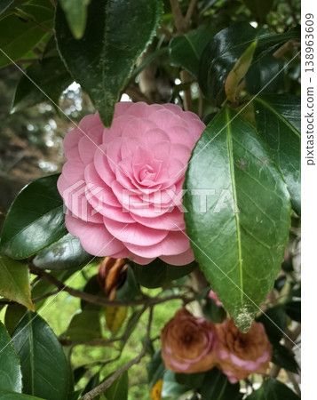 Pink camellia Pink camellia 138963609