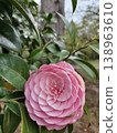 Double-flowered pink camellia 138963610