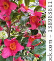 Single-flowered camellia 138963611