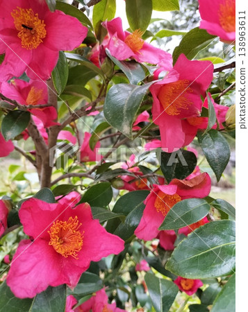 Single-flowered camellia Single-flowered camellia 138963611