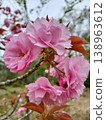 Sakura (Sekiyama) 138963612
