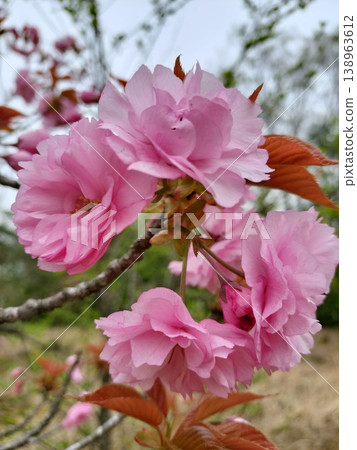 櫻花(Sekiyama) 櫻花(Sekiyama) 138963612