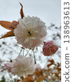 Cherry blossom (Fugenzo) 138963613