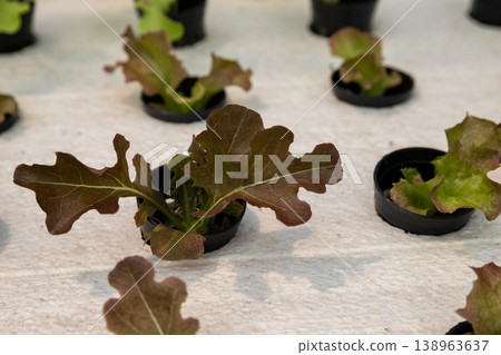 Cultivation hydroponic red oak in plant nursery farm, Organic vegetables. Cultivation hydroponic red oak in plant nursery farm, Organic vegetables. 138963637