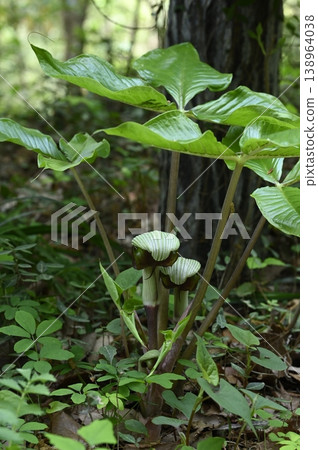 在混合林邊緣盛開的*Arisaema ringens*花朵。 在混合林邊緣盛開的*Arisaema ringens*花朵。 138964038