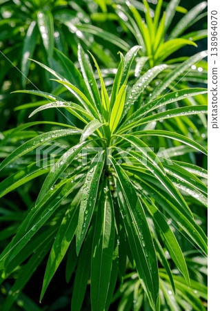 Glistening dewdrops on green leaves; vibrant green plants 138964070