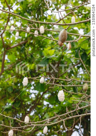 The fruit of the silk floss tree and the branches of the silk floss tree. 138964184