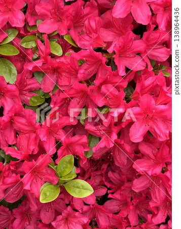 盛開的粉紅杜鵑花 138964436