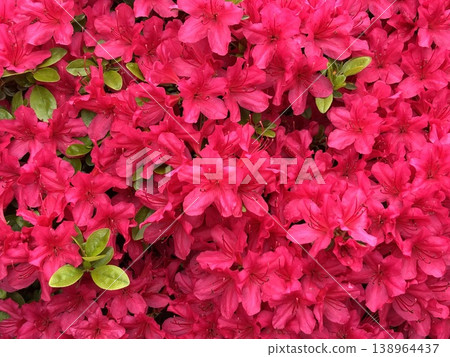 盛開的粉紅杜鵑花 138964437