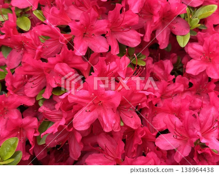 盛開的粉紅杜鵑花 盛開的粉紅杜鵑花 138964438
