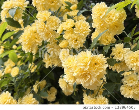 Mochikubara in full bloom 138964503