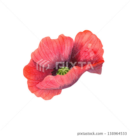 Red poppy, isolated watercolor illustration. Colorful wildflowers. Hand drawn botanical illustrations in a simple style for invitations, greeting cards, and packaging. Red poppy, isolated watercolor illustration. Colorful wildflowers. Hand drawn botanical illustrations in a simple style for invitations, greeting cards, and packaging. 138964533