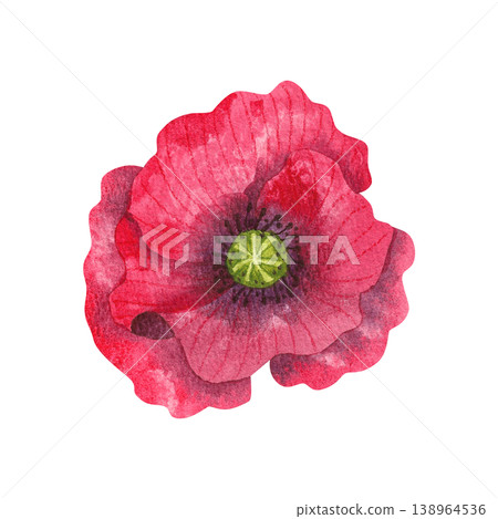Red poppy bud, isolated watercolor illustration. Colorful wildflowers. Blooming botany hand drawn in a simple, vibrant style for invitations, greeting cards, and packaging. Red poppy bud, isolated watercolor illustration. Colorful wildflowers. Blooming botany hand drawn in a simple, vibrant style for invitations, greeting cards, and packaging. 138964536