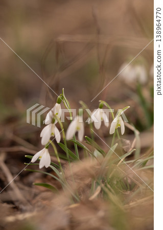 Small White Snowdrop Flowers Blooming in Early Spring Forest Ground with Soft Bokeh Background Small White Snowdrop Flowers Blooming in Early Spring Forest Ground with Soft Bokeh Background 138964770