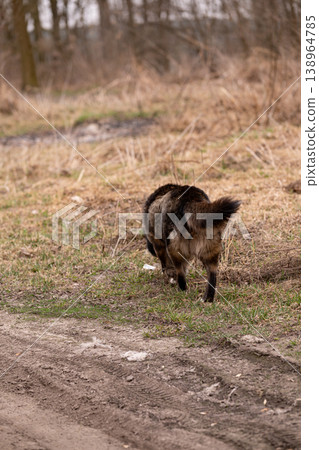 Black and Tan Dog Sniffing the Ground in a Natural Outdoor Meadow During Springtime Black and Tan Dog Sniffing the Ground in a Natural Outdoor Meadow During Springtime 138964785