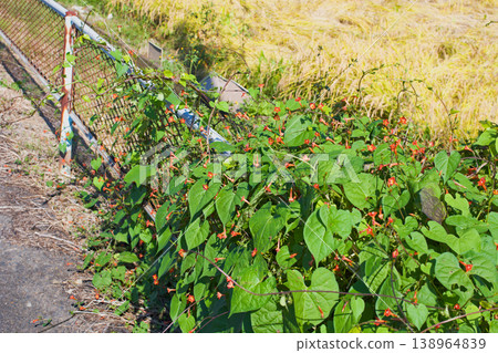 Cute but troublesome weed, Ilex crenata Cute but troublesome weed, Ilex crenata 138964839