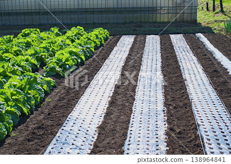 The image of a home garden: Self-sufficiency in an era of inflation The image of a home garden: Self-sufficiency in an era of inflation 138964841