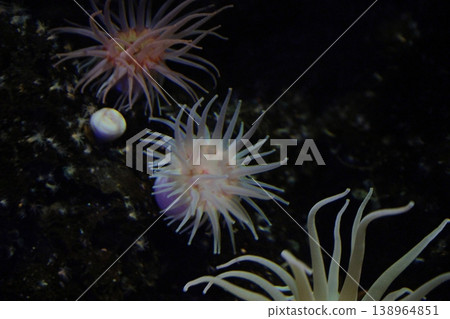 jellyfish  138964851