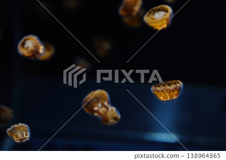 Floating jellyfish Floating jellyfish 138964865