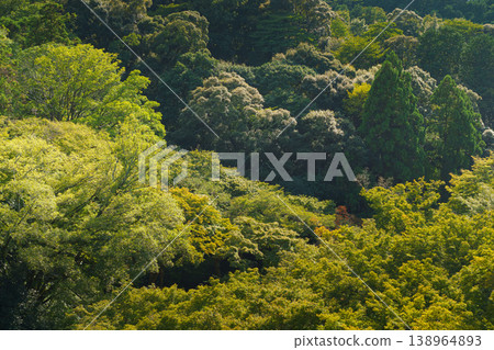 Kyoto, Japan - Oct 11 2024, panoramic aerial view of the densely forested mountain on the territory of Kiyomizu-dera Temple, at daytime, Kyoto, Japan Kyoto, Japan - Oct 11 2024, panoramic aerial view of the densely forested mountain on the territory of Kiyomizu-dera Temple, at daytime, Kyoto, Japan 138964893