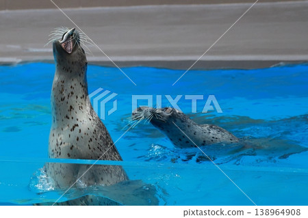 A seal peeking out of the water A seal peeking out of the water 138964908